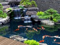 Constructing Your Own Koi Pond: A Comprehensive Guide