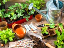 A Beginner’s Guide to Growing a Thriving Indoor Herb Garden