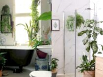 Bathroom Beautifiers: The Top 5 Plants for Decor