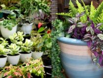 Effortless Garden Delights: 5 Self-Sufficient Planters