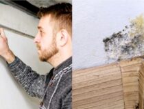 Mold in Basement: Identification and Treatment