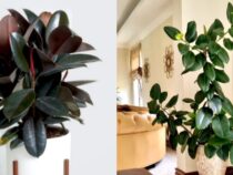 Perfect Plants for Every Room: Tailored Greenery Guide
