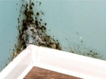Prevent Black Mold: Essential Home Tips for Safety