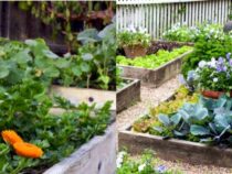 Raised Garden Bed Planning Tips: A Step-by-Step Guide