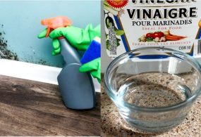 Using Vinegar to Kill Mold: Does It Work?