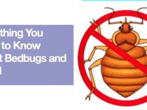 Bed Bug Prevention: Essential Tips for Travelers