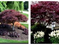 Enhance Your Front : Discover the 5 Best  Trees