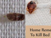 Banishing Tiny House Bugs: Effective Elimination Tips