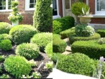 Boost Curb Appeal: Discover the Top 5 Front House Shrubs