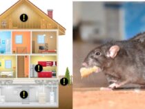 DIY Guide: Rodent-Proofing Your Home