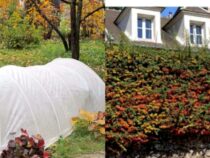 Essential Plant Covers: 5 Types Every Home Gardener
