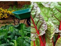 Fall Vegetable Garden Planning: Must-Plant Crops for Now