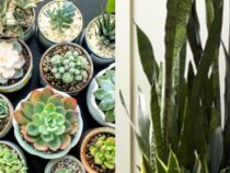 Indoor Winter Plants: 5 Species for Year-Round Greenery
