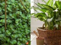 Rapid-Growing Houseplants for Instant Indoor Gardens