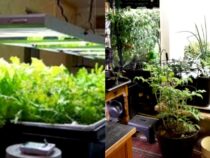 Indoor Garden Innovations: Brilliant Solutions for You