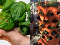 Extend Your Green Thumb to Winter with a Garden Tower
