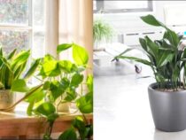 Outdoor Exclusive: Plants Unsuitable for Indoor Starting