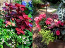 Container Gardening: Shade-Loving Plant Selections