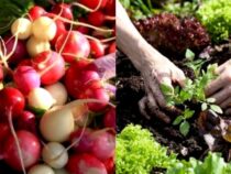 Vegetables, Fruits, and Herbs: Fastest-Growing Varieties