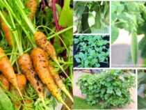 Quick-Growing Vegetables for Your Home Garden