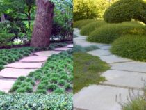 Lawn Makeover: Easy Alternatives to Grass for Your Yard
