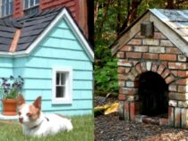 Creative DIY Dog House Ideas for Your Furry Pal