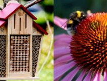 Bee-Friendly Garden: Tips for Supporting Pollinators