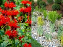 Runoff-Reducing Rain Garden Plants