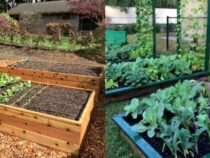 Raised Bed Gardening 101: Everything You Need to Begin