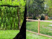Stylish Living Fences: Chain Link Alternatives That Impress
