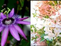 Garden Revival: Flowering Climbers to Transform Your Space