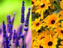 Easy-to-Grow Flowers for All Gardeners