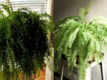 Natural Cooling: Plants That Help Keep Your Home Cool