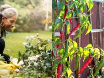 Weekly In-Season Gardening Tasks for a Flourishing Garden