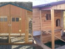 Chicken Coop Plans: Ideal for Any Homestead Size