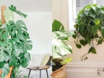 The Priciest Houseplants That Find Their Way Into Homes