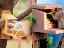 Do-It-Yourself Squirrel Feeder Projects for Your Yard