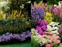 Winter Garden Upgrade: Colorful Perennials for Beauty