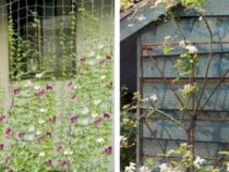 Stunning and Practical Trellis Ideas for Climbing Plants