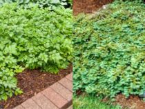 Why Fall Mulching Benefits Your Garden