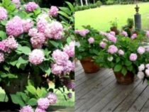Growing Hydrangeas: A Step-by-Step Guide