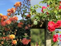 Top Climbing Roses for Garden Trellis, Arbor, or Pergola