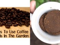 Utilizing Coffee Grounds in the Garden: Tips and Tricks