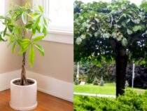 Ideal Indoor Trees for Growing