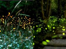 Clever Methods for Inviting Fireflies to Your Yard