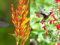 Plant Selection: Lure Hummingbirds Beautifully