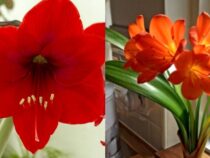 Blooming Houseplants: Enhancing Home Aesthetics