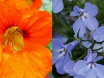 Immerse Your Garden in the Colors of the Year