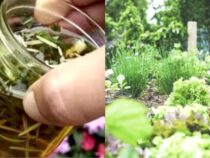 Garden Growth: Unveiling Vital Ingredients