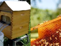 Backyard Beekeeping: A Guide to Homemade Honey